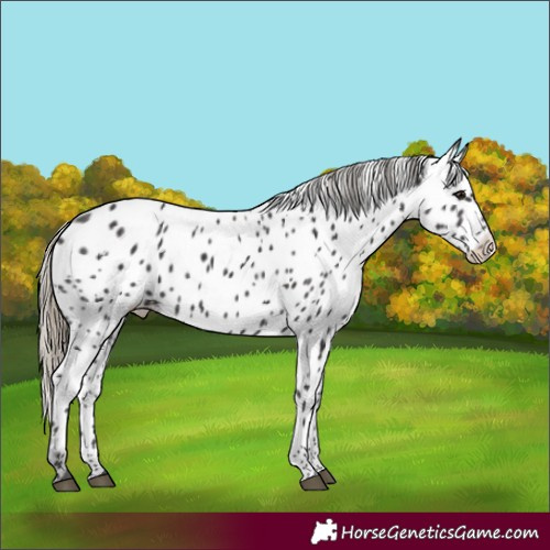 Horse Color:Smoky Black Appaloosa