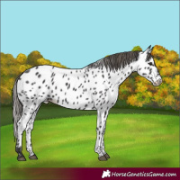 Horse Color:Smoky Black Appaloosa 