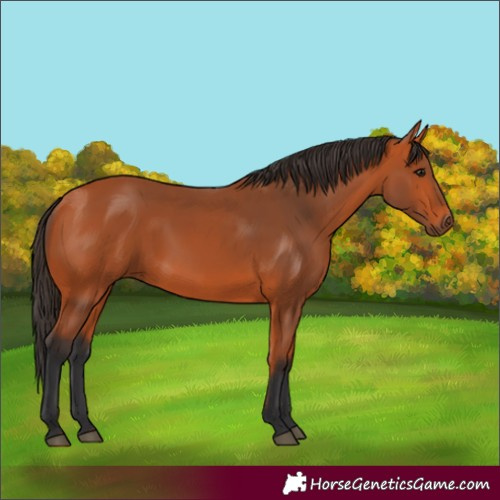Horse Color:Bay 