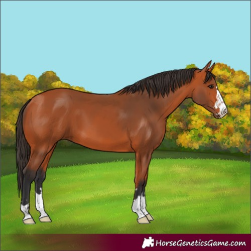 Horse Color:Bay 