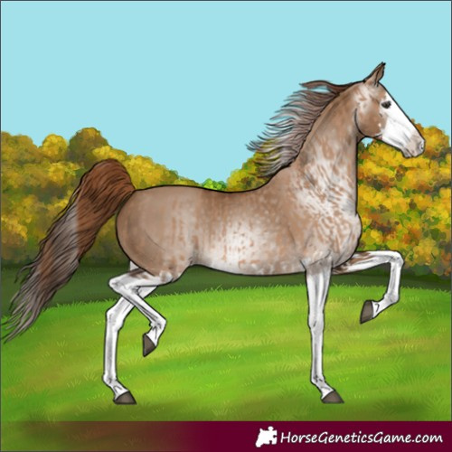 Horse Color:Red Dun Splash  and Gray Red Dun Splash 