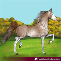 Horse Color:Red Dun Splash and Gray Red Dun Splash