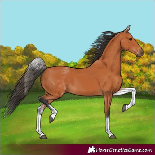 Horse Color:White Spotted Bay