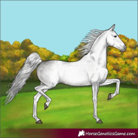Horse Color:Gray White Spotted Bay