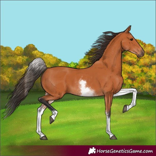 Horse Color:White Spotted Bay 