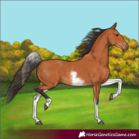 Horse Color:White Spotted Bay