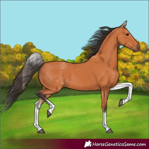 Horse Color:White Spotted Bay
