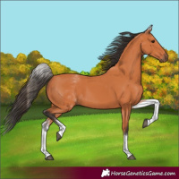 Horse Color:White Spotted Bay 