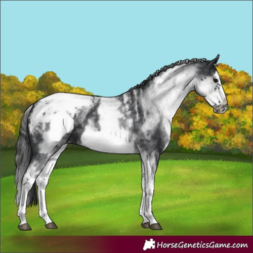 Horse Color:Powder White White Spotted Black Splash Frame Appaloosa 