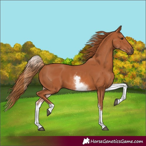 Horse Color:White Spotted Chestnut