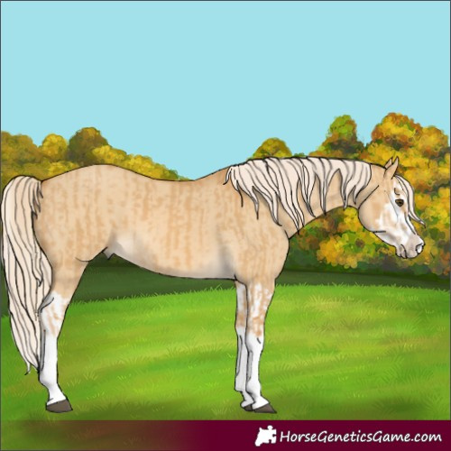 Horse Color:Palomino Dun Splash and Palomino Dun Splash