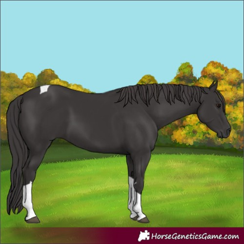 Horse Color:Smoky Black Tobiano 