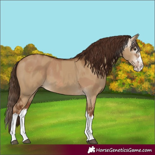 Horse Color:Red Dun Splash and Gray Red Dun Splash