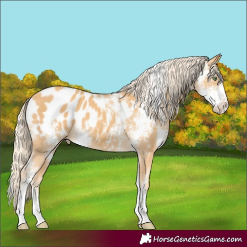 Horse Color:Gold Cream Champagne Sabino Appaloosa 