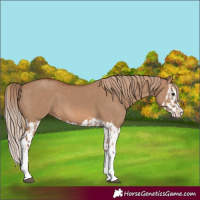 Horse Color:Red Dun Splash  and Red Dun Splash 