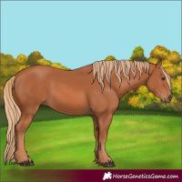 Horse Color:Chestnut 