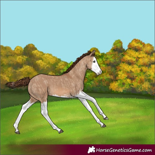 Horse Color:Red Dun Splash  and Red Dun Splash 