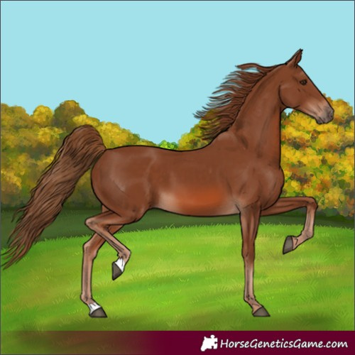 Horse Color:Chestnut 