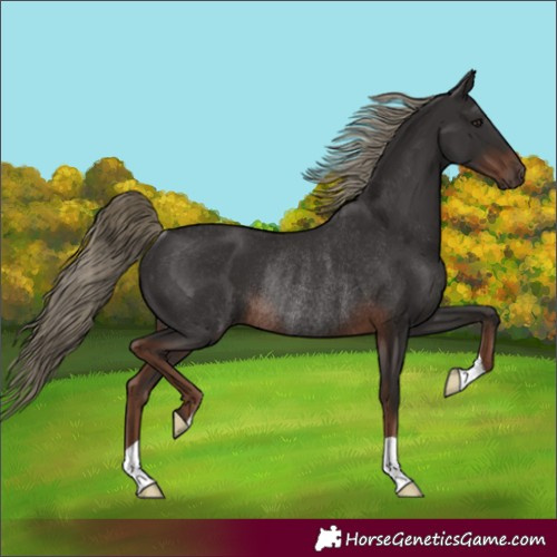 Horse Color:Liver Chestnut Rabicano 