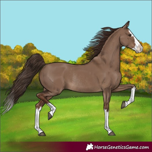 Horse Color:Liver Red Dun Splash Rabicano 