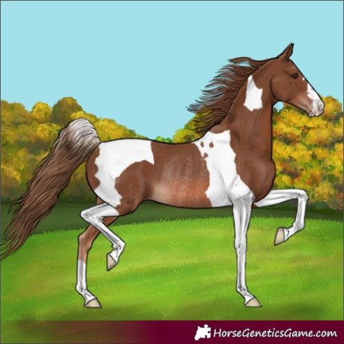 Horse Color:Chestnut Tobiano Rabicano