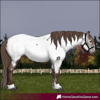 Horse Color:Gray Chestnut Appaloosa 