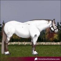 Horse Color:Gray Chestnut Appaloosa 