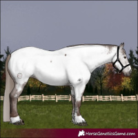 Horse Color:Gray Chestnut Appaloosa 