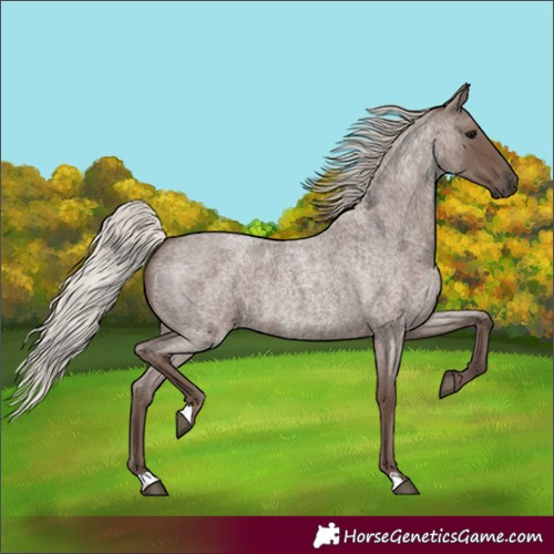 Horse Color:Silver Blue Roan 