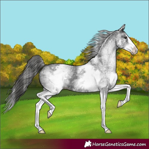 Horse Color:White Spotted Black Splash Appaloosa 