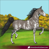 Horse Color:Grullo Sabino Rabicano