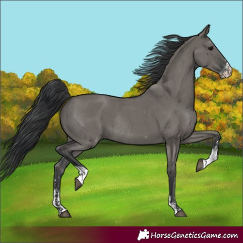 Horse Color:Unknown 