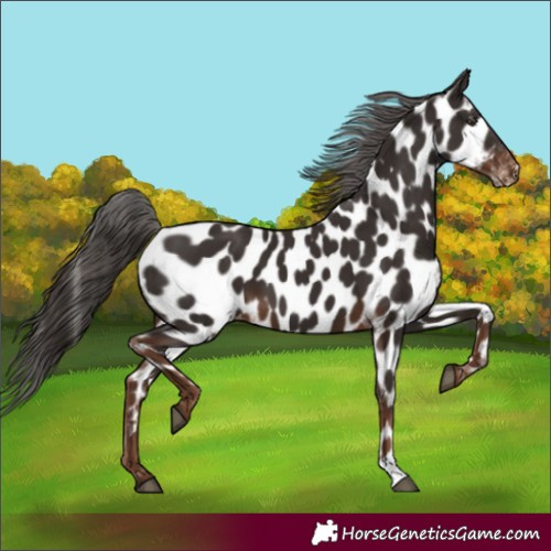 Horse Color:Liver Chestnut Near Leopard 