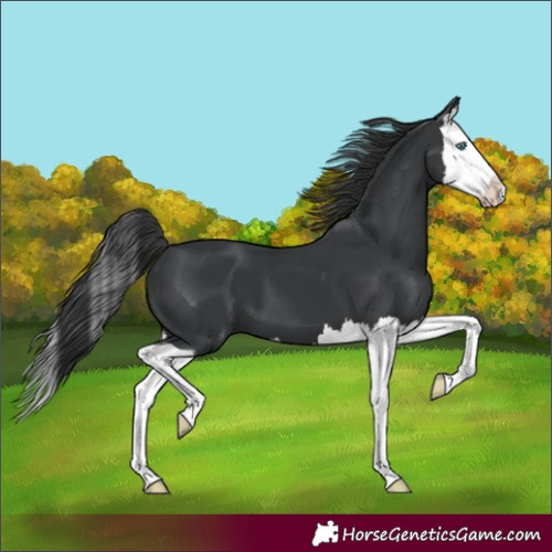 Horse Color:Black Splash 