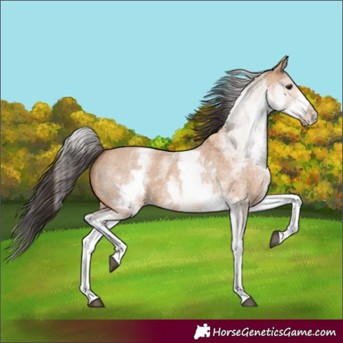 Horse Color:White Spotted Bay Roan Dun 
