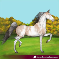 Horse Color:White Spotted Bay Roan Dun