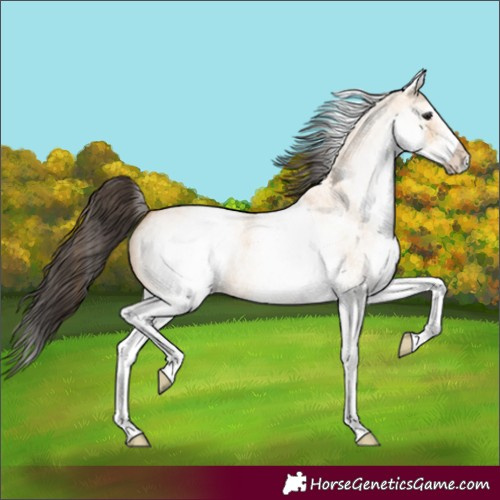 Horse Color:White Spotted Bay Roan Dun 
