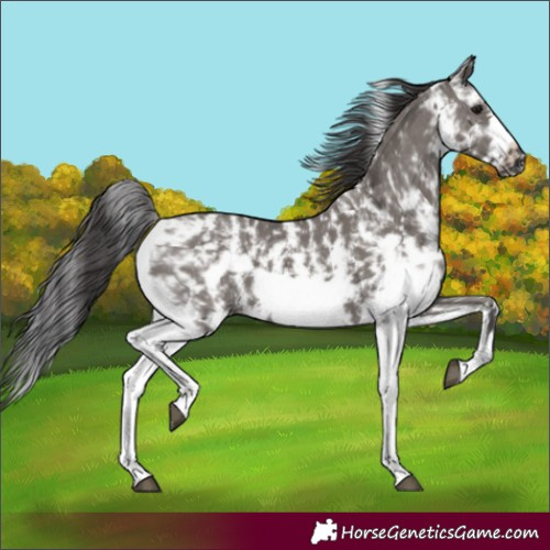Horse Color:Smoky Grullo Sabino Frame 