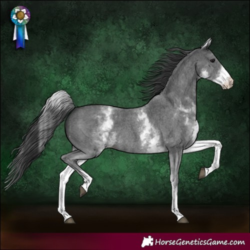 Horse Color:White Spotted Black Sabino Rabicano 