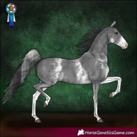 Horse Color:White Spotted Black Sabino Rabicano 