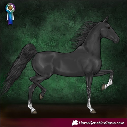 Horse Color:Black Sabino Rabicano 