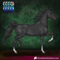 Horse Color:Black Sabino Rabicano