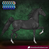 Horse Color:Black Sabino Rabicano 