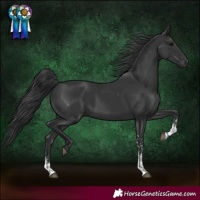 Horse Color:Black Sabino Rabicano