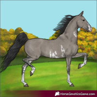 Horse Color:Grullo Sabino Rabicano 