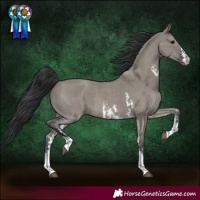 Horse Color:Grullo Sabino Rabicano 