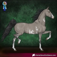 Horse Color:Grullo Sabino Rabicano 