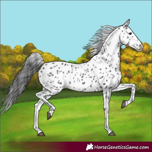 Horse Color:Black Sabino Leopard 