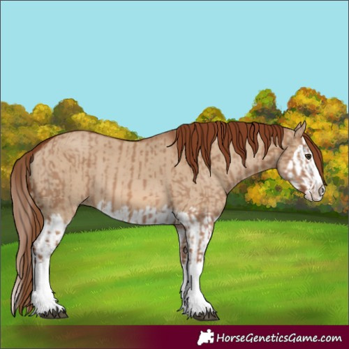 Horse Color:Unknown 