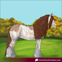 Horse Color:Red Dun Splash  and Red Dun Splash 